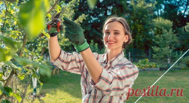 Новый сад из черенков / Домоседы