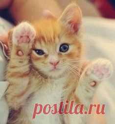 Как летают скаты. Потрясающее видео / Surfingbird - мы делаем интернет лучше