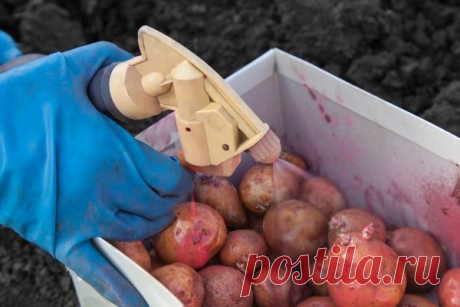 Простые секреты для отличного урожая картофеля