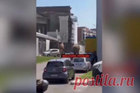 Слон и жираф сбежали с киносъемок в Риме. Сбежавших животных пытались поймать приставленные к ним работники.
