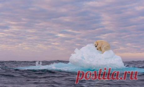 Победители фотоконкурса «Золотая черепаха»