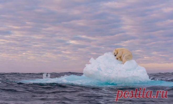 Победители фотоконкурса «Золотая черепаха»