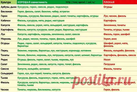 соседство овощей на грядке таблица: 13 тыс изображений найдено в Яндекс.Картинках