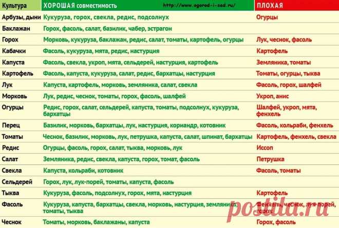 соседство овощей на грядке таблица: 13 тыс изображений найдено в Яндекс.Картинках