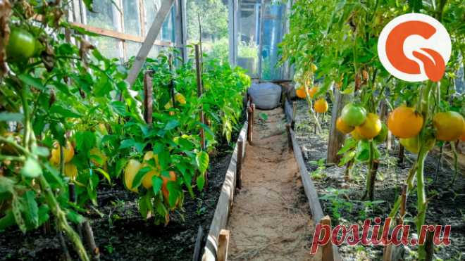 Только один «сосед» поможет помидорам вырасти с два кулака: посадите рядом это