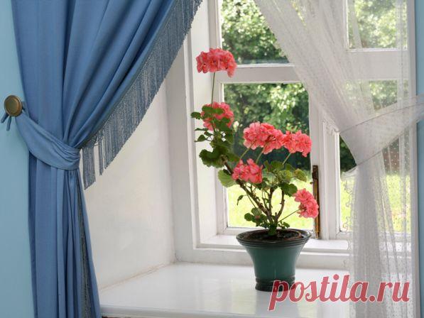 Волшебница Герань - Блоги на ВетоНет