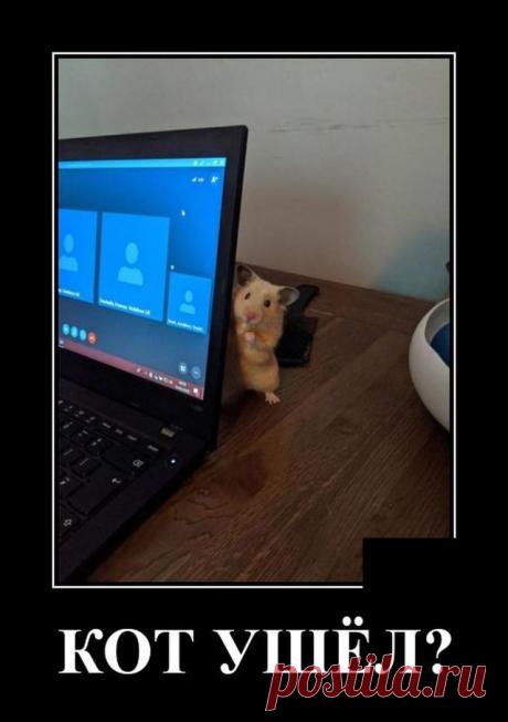 Кот ушел?