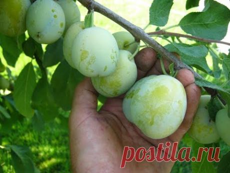 Укорачивание кроны сливы просто. Как уменьшить крону дерева.