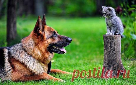 Голосование Мисс/Мистер