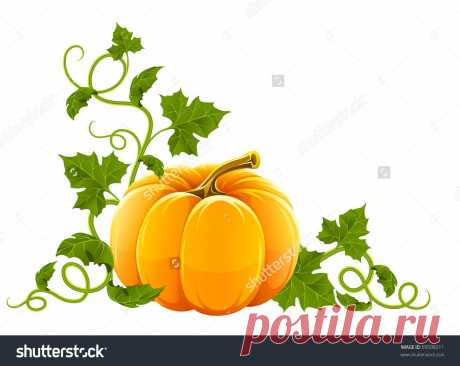 Ripe Orange Pumpkin Vegetable With Green Leaves Стоковая векторная иллюстрация 59598211 : Shutterstock