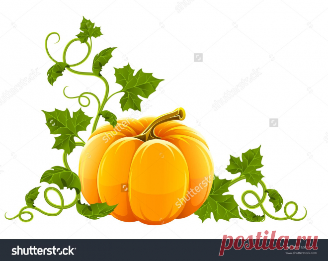 Ripe Orange Pumpkin Vegetable With Green Leaves Стоковая векторная иллюстрация 59598211 : Shutterstock