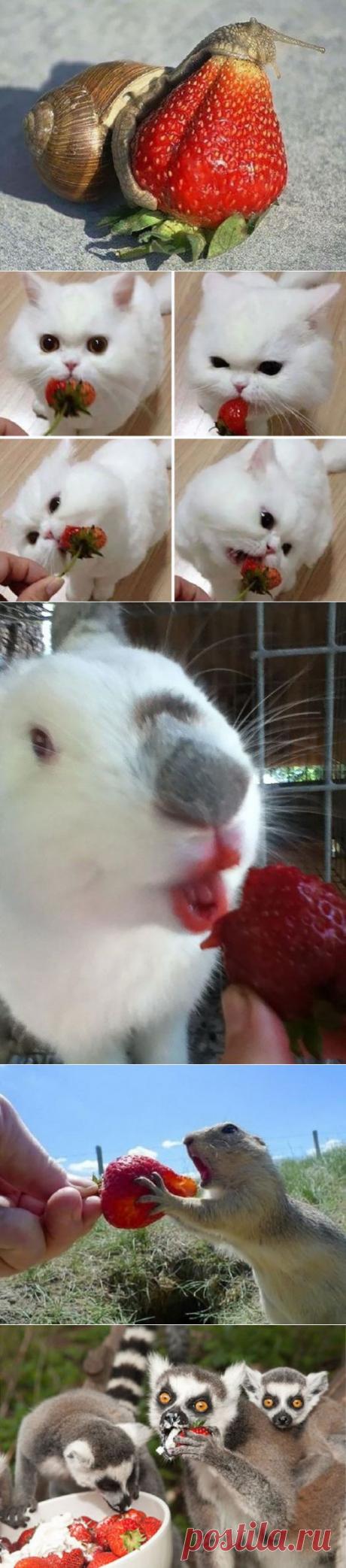 12 забавных животных, которые обожают клубнику
