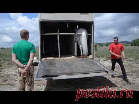 НОВЫЕ   ЖИТЕЛИ  ТАЙГАНА  !!!  Крым