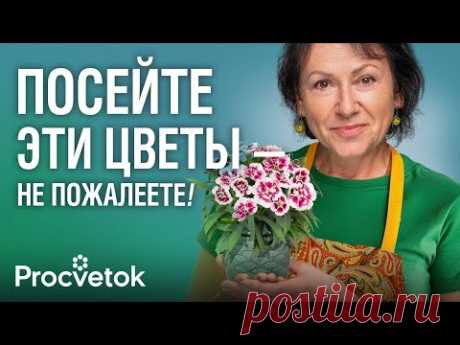 НЕЗАСЛУЖЕННО ЗАБЫТЫЙ ЦВЕТОК, который покорит ваше сердце! Выращиваем из семян гвоздику