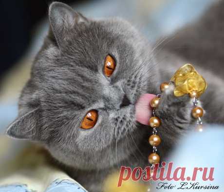 Поночка