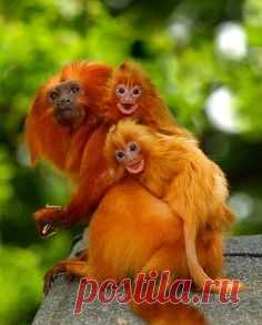 Endangered Golden Lion Tamarins ” by Chris Balcombe | Call of the Wild......... | Lion, Обезьяны и Животные