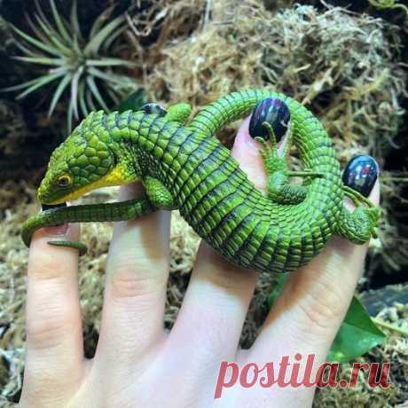 Este é um lagarto-jacaré mexicano.