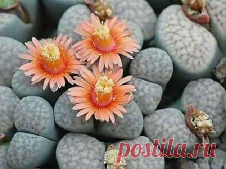 Литопсы. Уход и содержание