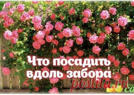 Я ЗДОРОВ!