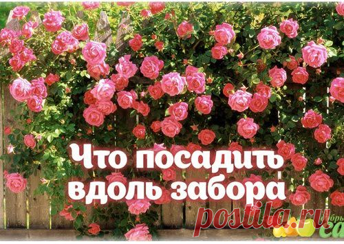 Я ЗДОРОВ!