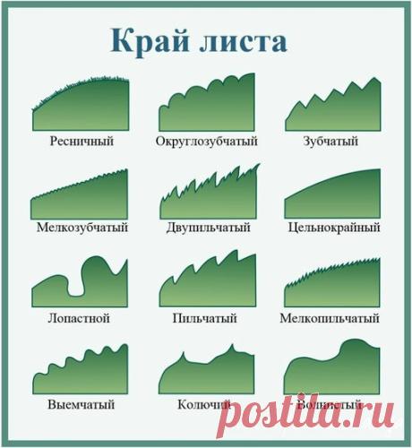 В помощь рукодельницам
Изучаем листочки 

Сохрани себе, пригодится