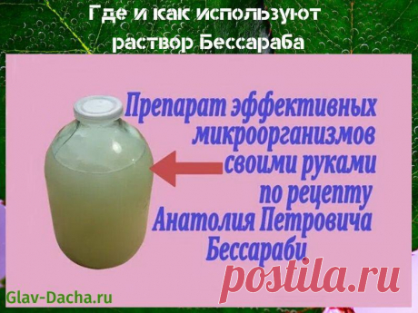 Раствор Бессараба - как приготовить микробный эликсир, рецепт