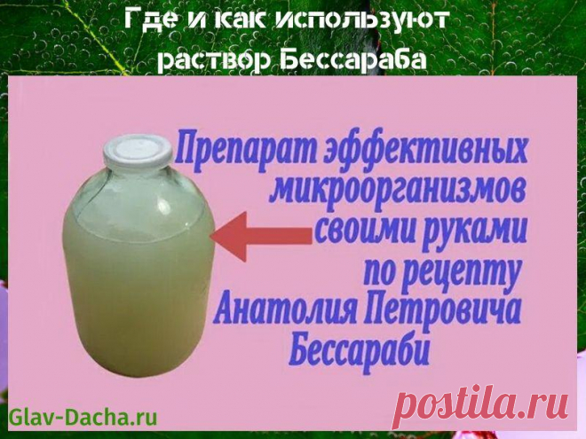 Раствор Бессараба - как приготовить микробный эликсир, рецепт