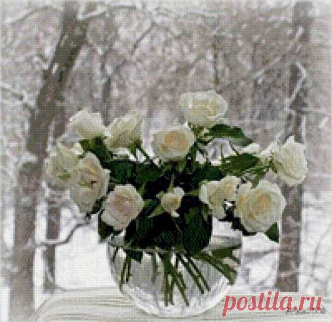 белые розы на окне