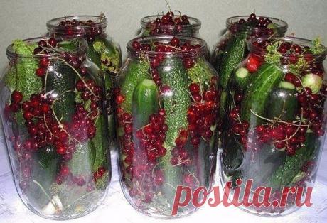 Маринованные огурцы в банке с красной смородиной. 

Огурцы получаются очень пикантные и хрустящие. 
И очень вкусна маринованная смородина, такая неожиданная в банке с огурцами. Самое главное, это способ консервирования огурцов без уксуса – его заменит красная смородина.
Показать полностью…