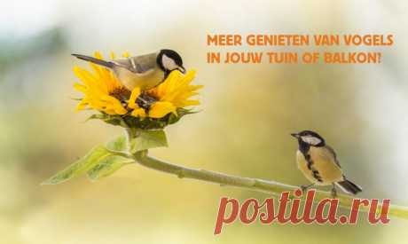Beleef de Lente Kijk live mee met de cams van Beleef de Lente. Geniet van vele ontroerend vogelmomenten.