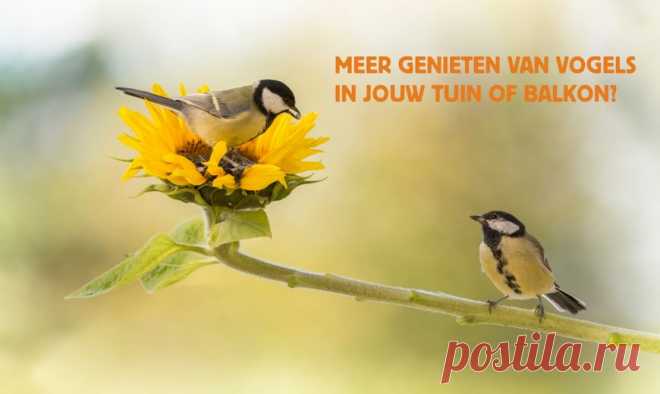 Beleef de Lente Kijk live mee met de cams van Beleef de Lente. Geniet van vele ontroerend vogelmomenten.