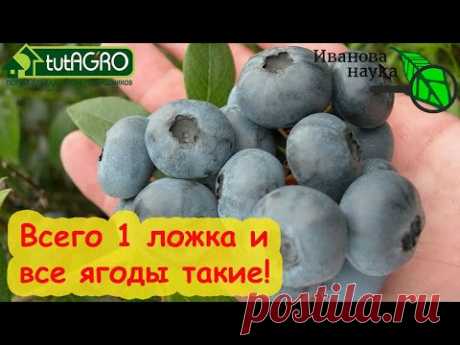 ЧУДО-УДОБРЕНИЕ ДЛЯ ГОЛУБИКИ и ГОРТЕНЗИЙ! УРОЖАЙ ОГРОМНЫЙ и ПЫШНОЕ ЦВЕТЕНИЕ ГАРАНТИРОВАНЫ!