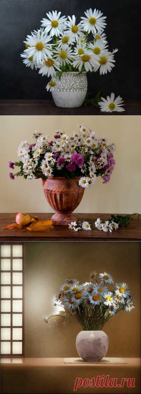 Просто о ромашках! Натюрморты..