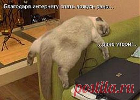 Котяра