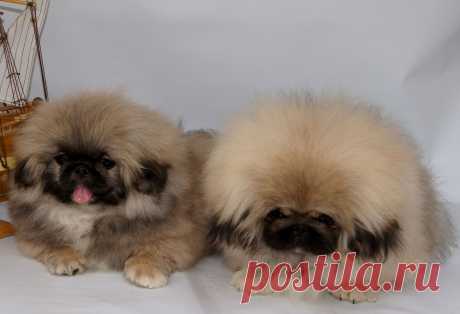 питомник WILFREDO мои щенки на продажу.