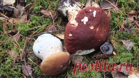 Белых грибов много не бывает, их бывает очень много! Вызвать безудержный рост легко 
Вылазка в лес по грибы — вещь, без сомнений, очень увлекательная и в чём-то даже медитативная. Бродить на природе в поисках надежно спрятавшихся грибов, впитывая в себя ароматы леса и наслаждаясь окр…