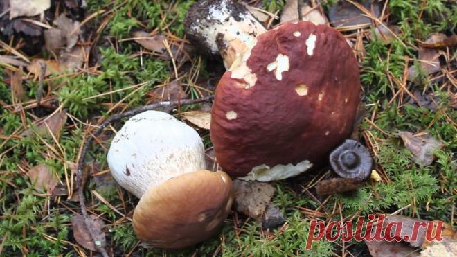 Белых грибов много не бывает, их бывает очень много! Вызвать безудержный рост легко 
Вылазка в лес по грибы — вещь, без сомнений, очень увлекательная и в чём-то даже медитативная. Бродить на природе в поисках надежно спрятавшихся грибов, впитывая в себя ароматы леса и наслаждаясь окр…