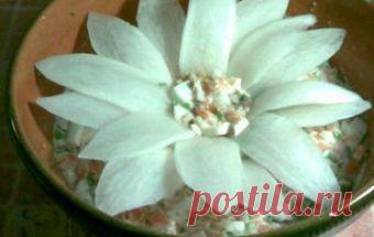 Салат "Магнолия" / Рыбные салаты / TVCook: пошаговые рецепты c фото