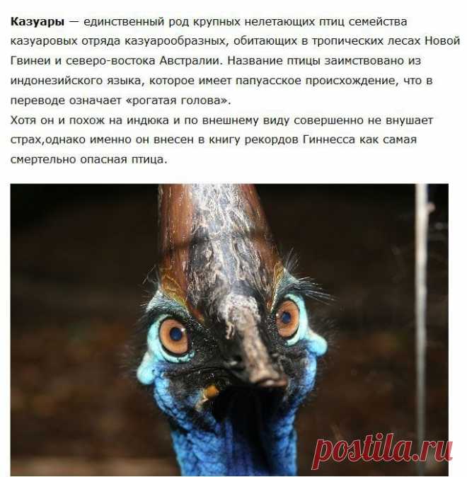 Смертельно опасная птица Казуар — Интересное — Релакс!
