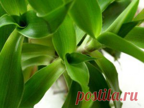 Домохозяйки | Кулинария, воспитание детей, психология отношений, рукоделие, домашние животные, комнатные растения, здоровье и красота - Part 68