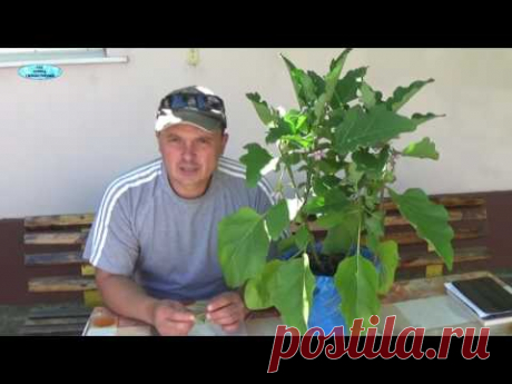 БАКЛАЖАНЫ. ФОРМИРОВАНИЕ КУСТА С ЗАВЯЗЯМИ-удаляем ненужное.