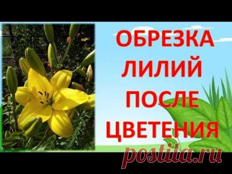 НЕ ОБРЕЗАЙТЕ ЛИЛИИ ПОСЛЕ ЦВЕТЕНИЯ, ПОКА НЕ ПОСМОТРИТЕ ЭТО ВИДЕО!!! Как обрезать лилии после цветения