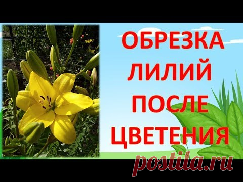 НЕ ОБРЕЗАЙТЕ ЛИЛИИ ПОСЛЕ ЦВЕТЕНИЯ, ПОКА НЕ ПОСМОТРИТЕ ЭТО ВИДЕО!!! Как обрезать лилии после цветения