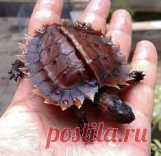 (2994) Pinterest