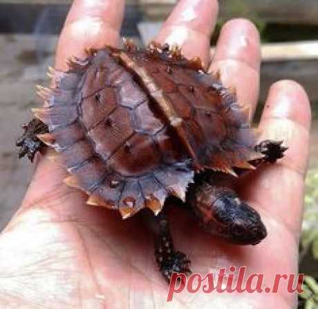 (2994) Pinterest