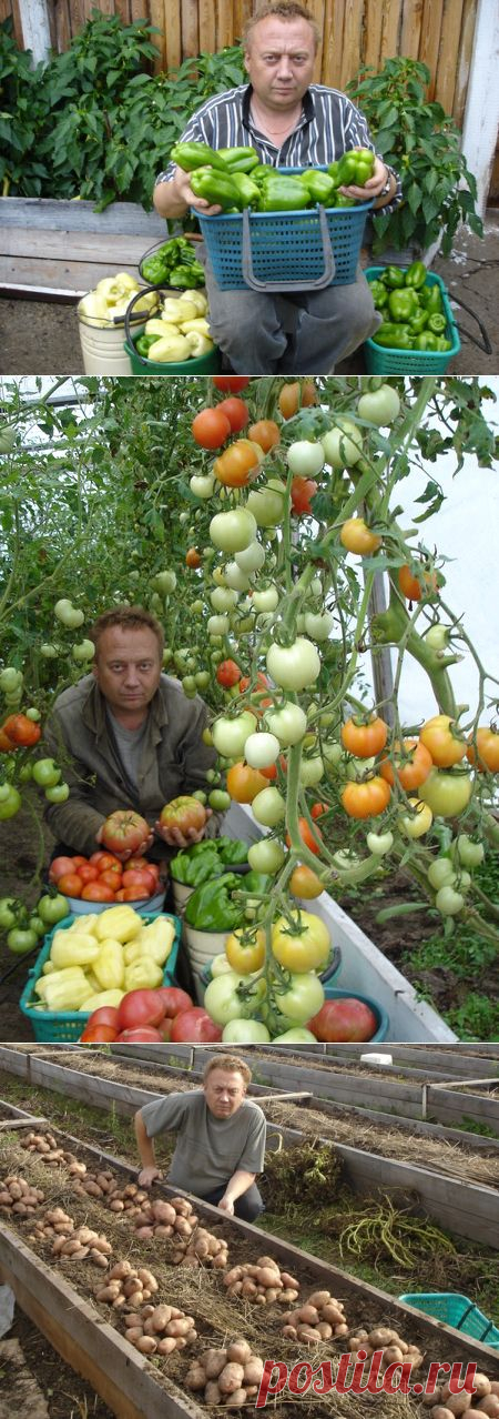 Чудо огород — рекомендации Игоря Лядова — 6 соток