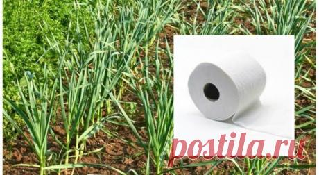 Как упростить посадку растений с помощью... туалетной бумаги Вот она когда пригодилась, наша голубушка! Мало кто любит ходить по грядкам и прореживать всходы, только потому что посадили семена слишком близко. Как этого избежать? А вот как. Берем туалетную бумаг...