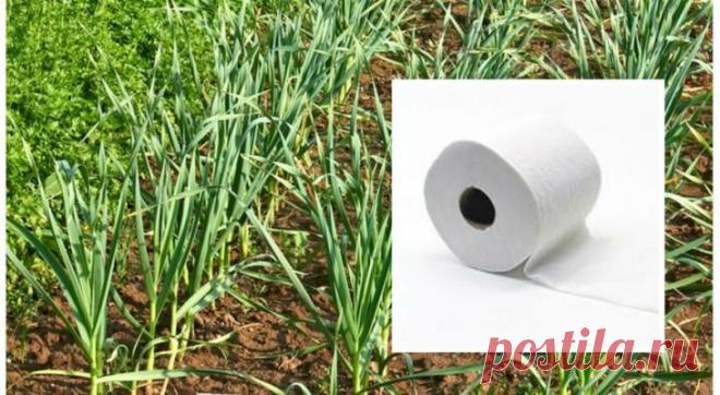 Как упростить посадку растений с помощью... туалетной бумаги Вот она когда пригодилась, наша голубушка! Мало кто любит ходить по грядкам и прореживать всходы, только потому что посадили семена слишком близко. Как этого избежать? А вот как. Берем туалетную бумаг...
