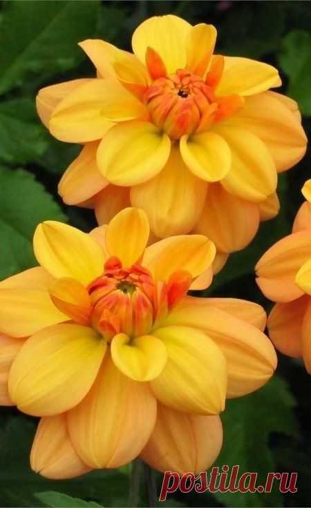 Ginger Snap Dahlias