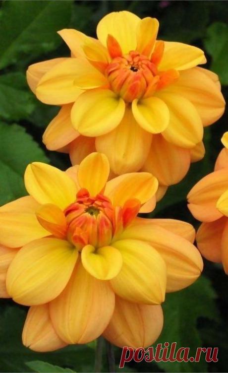Ginger Snap Dahlias